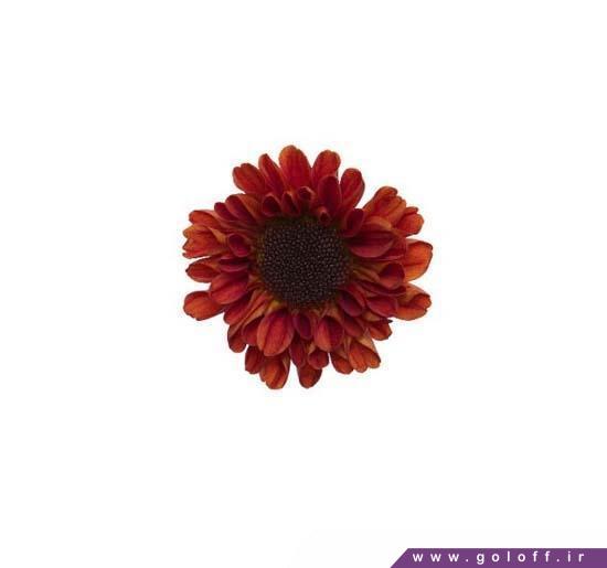 سفارش گل کرزنتیا وایکینگ اورنج – Chrysanthemums | گل آف